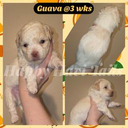 Guava- 4th born - Cream male Havanese puppy in Kansas City, Missouri from Happy Havi Tails