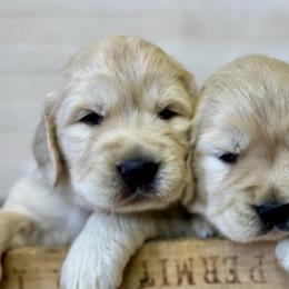 Girl 2 - Light golden female Golden Retriever puppy in Tonasket, Washington from Denzil’s Goldens