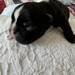 French Bulldog All Grown Up from Pipsters