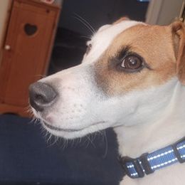 Russell Terriers from Dodd's Shorty Jack Russells