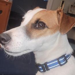 Russell Terriers from Dodd's Shorty Jack Russells