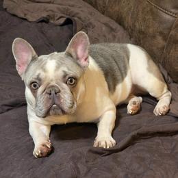 COOKIE - French Bulldog