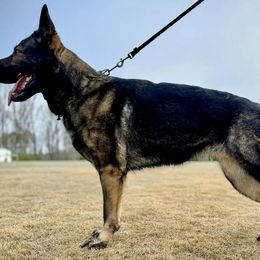 German Shepherds from Sternenlicht Kennel