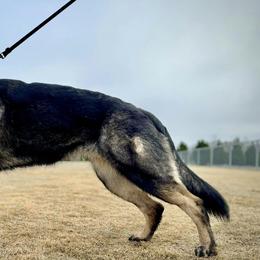 German Shepherds from Sternenlicht Kennel
