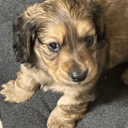 Ledger - Cream male Dachshund puppy in Franklinton, North Carolina from Wildwynn Dachshunds