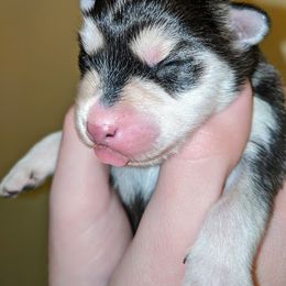 Pomsky Puppies from KP Pomskies LLC