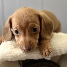 Dachshunds and Pembroke Welsh Corgis from Jodi Cloutier