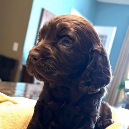 Boy 4 - Brown male Boykin Spaniel puppy in Dublin, Georgia from T3 Kennel