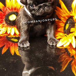 Pug Puppies from Companion Pups