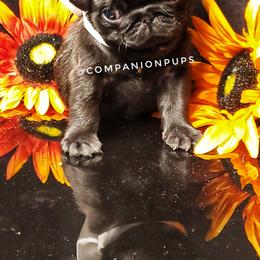 Pug Puppies from Companion Pups