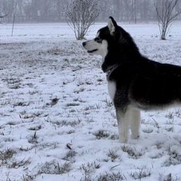 Siberian Huskies from High caliber Siberian Husky