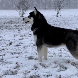 Siberian Huskies from High caliber Siberian Husky