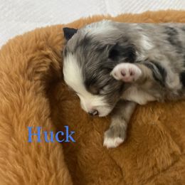 Miniature Australian Shepherd and Toy Australian Shepherd Puppies from Rye Hill Aussies