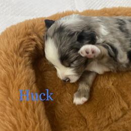 Miniature Australian Shepherd and Toy Australian Shepherd Puppies from Rye Hill Aussies