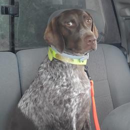 Remi - German Shorthaired Pointer