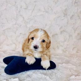 George - Apricot male Maltipoo puppy in West Jordan, Utah from Mid Sized Maltipoos and More LLC