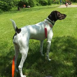 German Shorthaired Pointers from Schwarz GSP