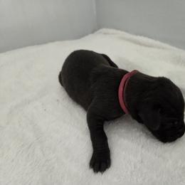 Girl 9 - Brindle female Great Dane puppy in Hickman, Kentucky from Tidal Wave Danes