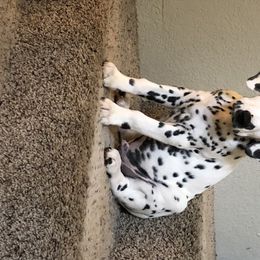 Dalmatian Puppies from Revere Dalmatians