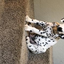 Dalmatian Puppies from Revere Dalmatians