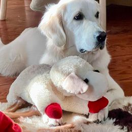 Golden Retriever All Grown Up from Vicki Wall's Golden Retrievers