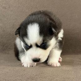 Yuki - Black and white male Siberian Husky puppy in Miami, Florida from House of Ace & Iza