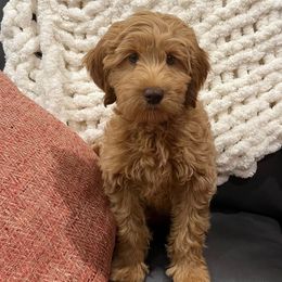Boy 2 - Dark golden Australian Cobberdog puppy in Grand Rapids, Michigan from Joreese Australian Cobberdogs