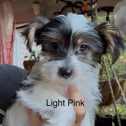 Light Pink - Parti female Yorkshire Terrier puppy in South Lake Tahoe, California from Sierra Nevada Yorkies