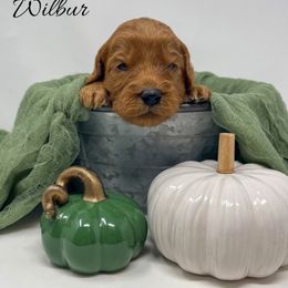 Wilbur - Red  male Goldendoodle puppy in State Road, North Carolina from Must Love Doodles