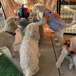 Goldendoodle Puppies from Casita Goldendoodles