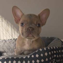 Baby - Liver female French Bulldog puppy in Alexandria, Virginia from Boss Lady Kennel
