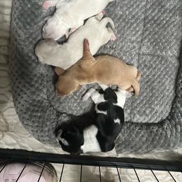 EE cream male 2 - Cream male Dachshund puppy in Wahiawa, Hawaii from Versatile Ohana