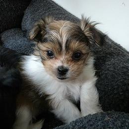 Veda - Cream female Mi-Ki puppy in San Francisco, California from Moonstone miki's