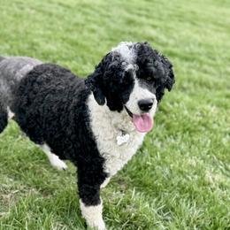 Jenny - Portuguese Water Dog