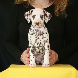 Dalmatian Puppies from D'vine Dalmatians