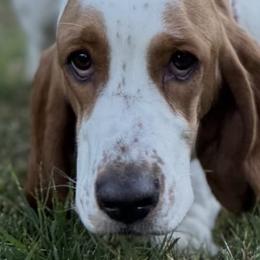 Basset Hounds from F&J Bassets