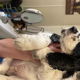 English Springer Spaniel Puppies from Indian Creek Springers