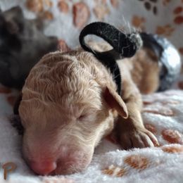 Boy 1 - Apricot Assorted Doodle Crosses puppy in Havelock, North Carolina from Pupsaddlife