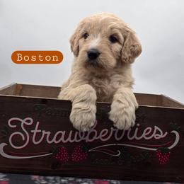 Boston - Apricot male Goldendoodle puppy in Neillsville, Wisconsin from Granton Creek