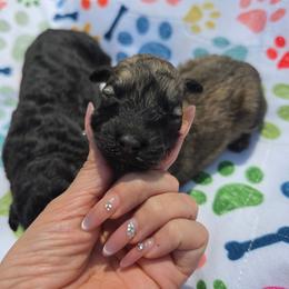 Boy 1 - Fawn male Bouvier des Flandres puppy in Marionville, Missouri from Sandbox Puppies