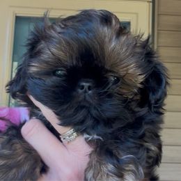 Rice Crispy - Red male Shih Tzu puppy in Nekoosa, Wisconsin from Brox Acres House of Fur LLC