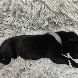 Grey collar - Black female German Shepherd puppy in Gainesville, Georgia from Vom Haus Schair-Finest Working line German Shepherd Puppies