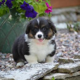 Pembroke Welsh Corgi Puppies from C&G Corgis
