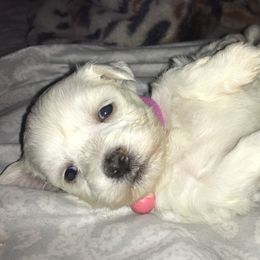 Maltese Puppies from Emotional Amor Support