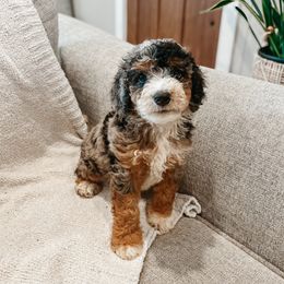 Malachite - Blue merle male Aussiedoodle puppy in Tryon, North Carolina from Melrose Mountain Farm