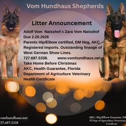 German Shepherd puppies from Vom Hundhaus Shepherds