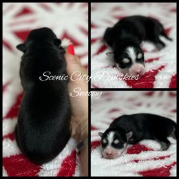 Snoopy - Black and white male Pomsky puppy in Rossville, Georgia from Scenic City Pomskies