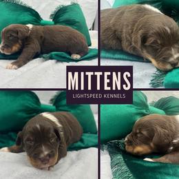 Mittens - Red tri-color male Australian Shepherd puppy in Lexington, South Carolina from Lightspeed Kennels