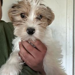 Jacob - Parti male Yorkshire Terrier puppy in Rochester, New York from Tnt Yorkies and Cosmic corgis