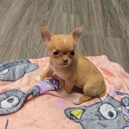 Girl 2 - Fawn female Chihuahua puppy in Vineland, New Jersey from Royal Companion's